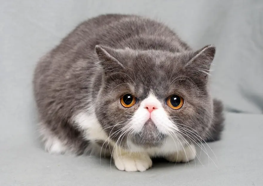 İnternetin yeni fenomenleri 112