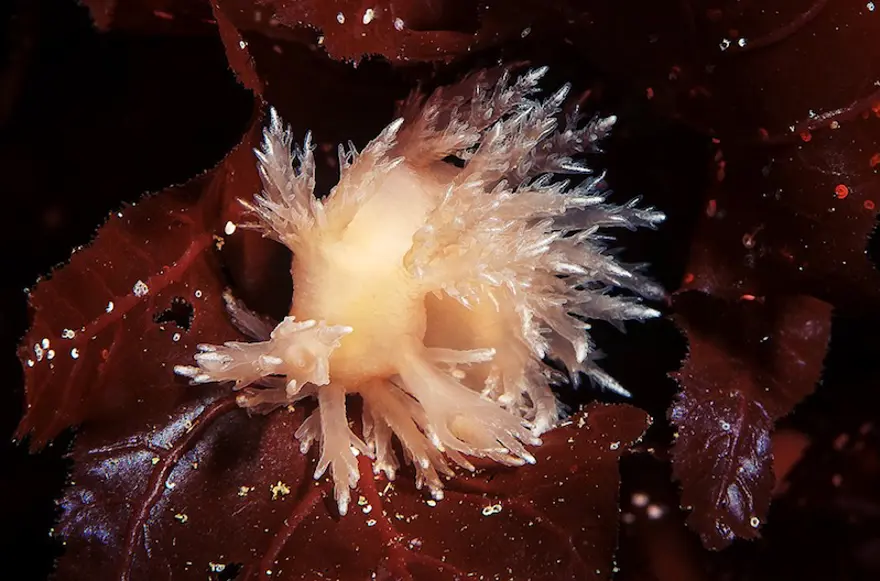 Beyaz Deniz'in harikaları 71