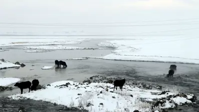 Mandaların eksi 10 derecede yemek arayışı