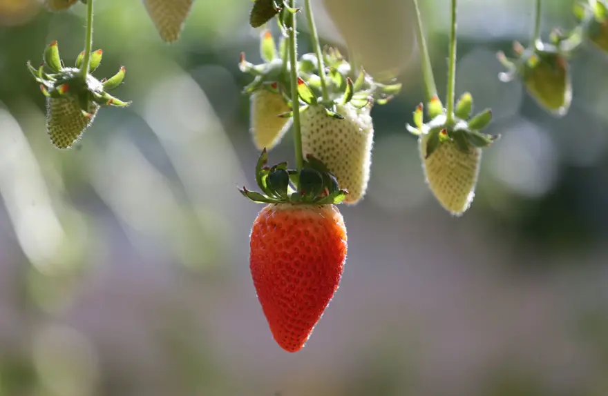 Sıfırdan başladılar, kendi işlerinin patronu oldular: 2 arkadaş kurdukları serada üretiyor 7