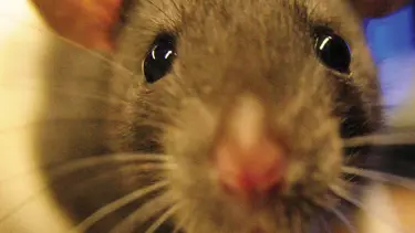 Fareler 'iki ayrı dünya' görüyor