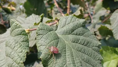 Çarşamba'da kahverengi kokarca mücadelesi sürüyor