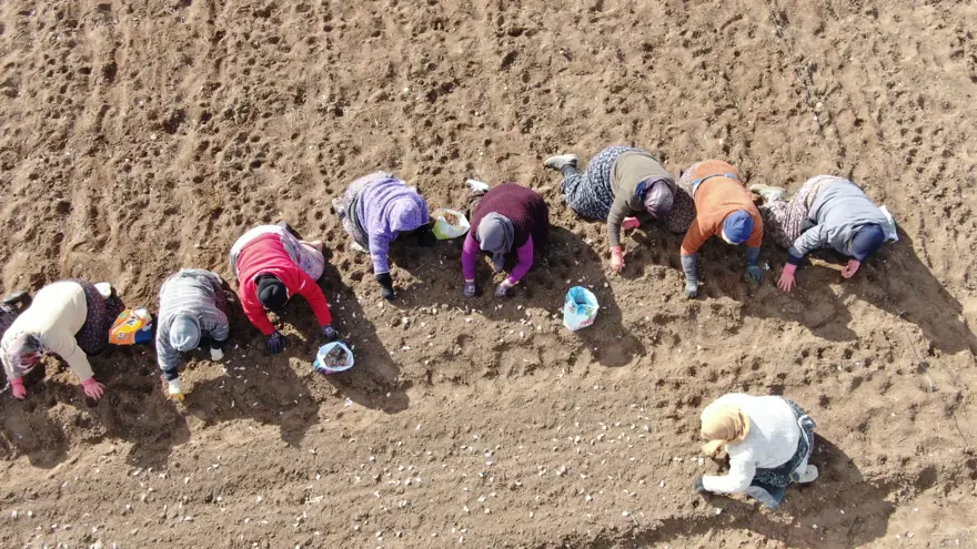 35 yıldır sarımsak tarlasında çalışıyor: "Düğüne gider gibi sarımsak tarlasına geliyorum" 8