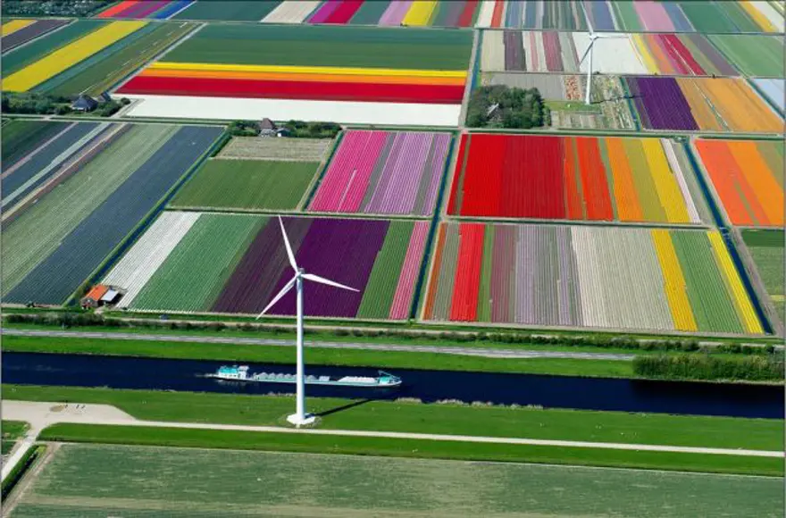 Lale Bahçeleri, Hollanda 25