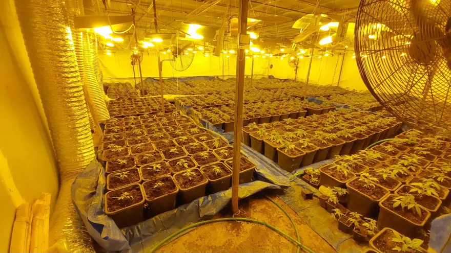 Dışı fabrika içi uyuşturucu serası 3