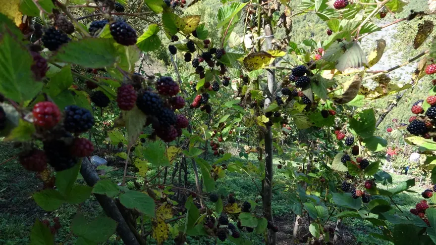 15 yıl önce köyüne döndü, üretmeye başladı: Doğanın şifasını sofralara taşıyor 4