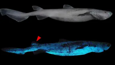 Yeni Zelanda'da ışık saçan dev köpek balığı keşfedildi