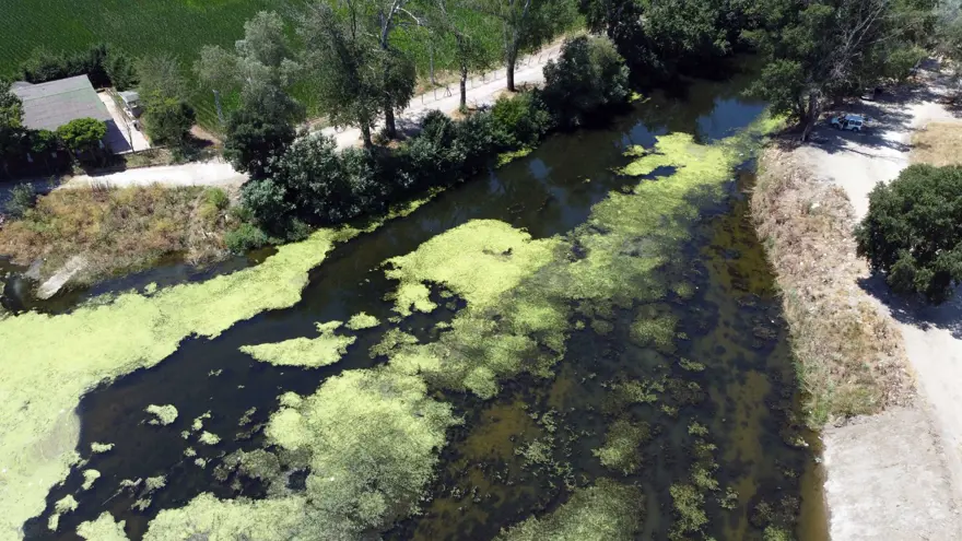 Debi düştü, Tunca Nehri yosunla kaplandı 9