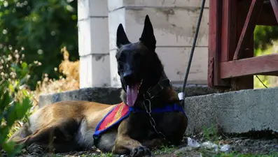Kadavra köpekleri su altında sekiz ceset buldu
