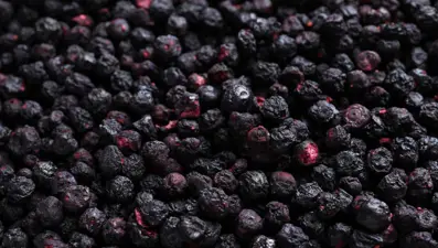 Antalya'nın ''mavi altını'' dünyaya açıldı: Sağlığa pek çok faydası var