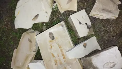 Kuşadası'nda gizemli keşif:15 milyon yıllık yaprak fosili bulundu