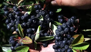 Eşinin sağlığı için yetiştirdiği 'aronya' ile iş sahibi oldu