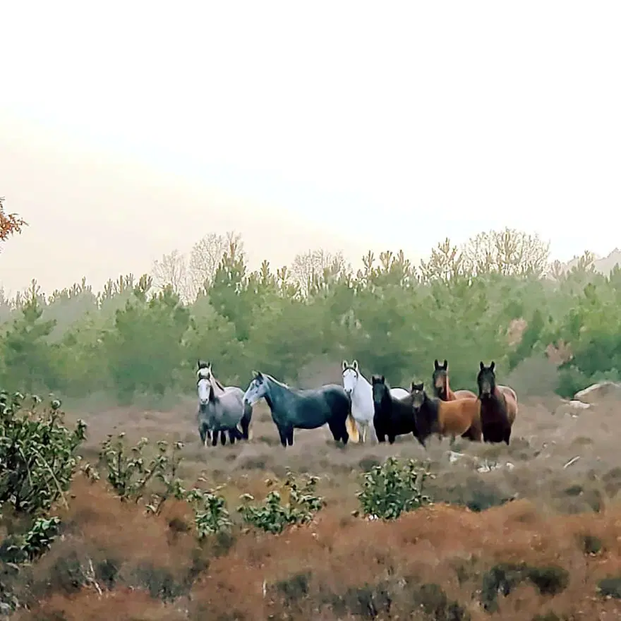 Yılkı atlarıyla 'Anadolu manzarası' 