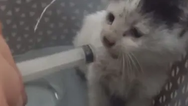Avcılar'da itfaiyeden 2 saatlik yavru kedi kurtarma operasyonu