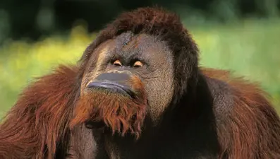 Maymunlar da tıpkı insanlar gibi mizah duygusuna sahip, şaka yapıyor, alay ediyorlar