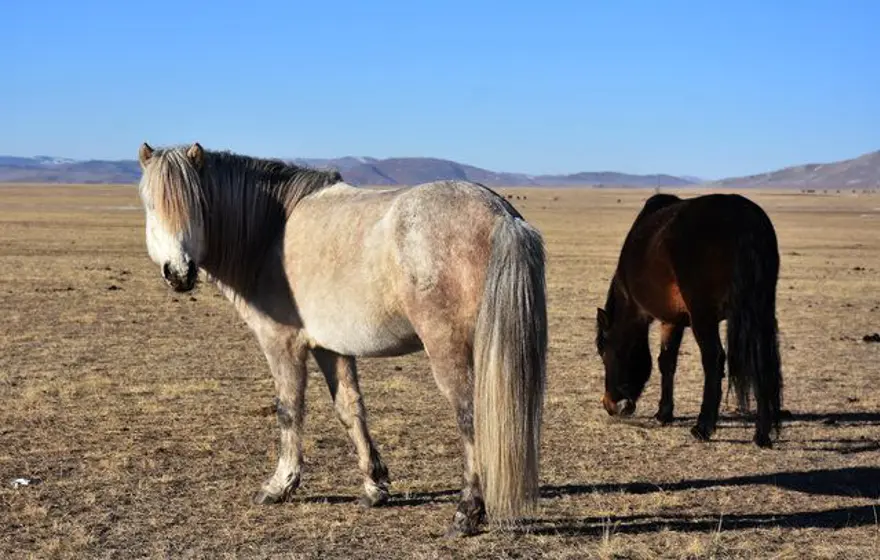 Moğolistan'da ıssızlığın ortasındaki bir avuç Türk: Duhalar 34