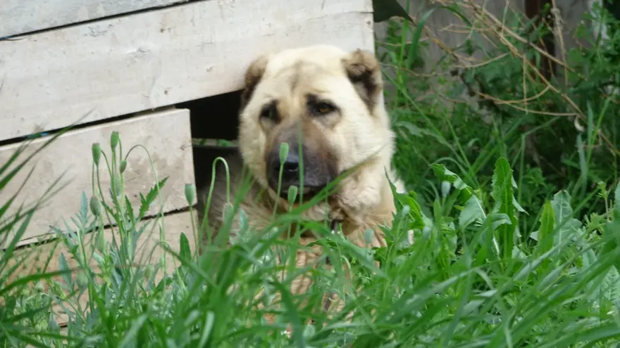 İklim değişikliği kangalları da vurdu İklim değişikliği kangalları da vurdu