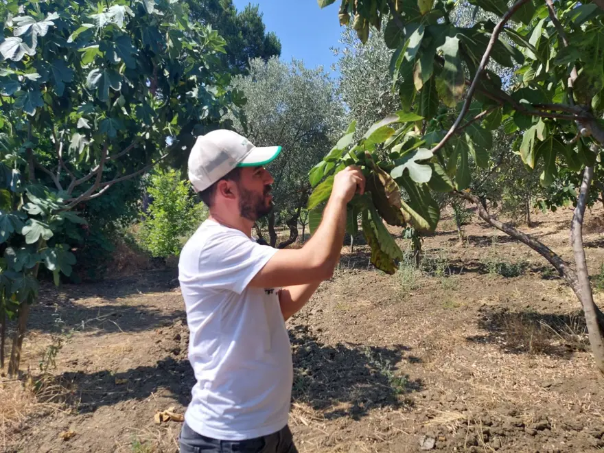 İncir bahçelerinde yeni tehdit: Kanlı balsıra 4 İncir bahçelerinde yeni tehdit: Kanlı balsıra 4