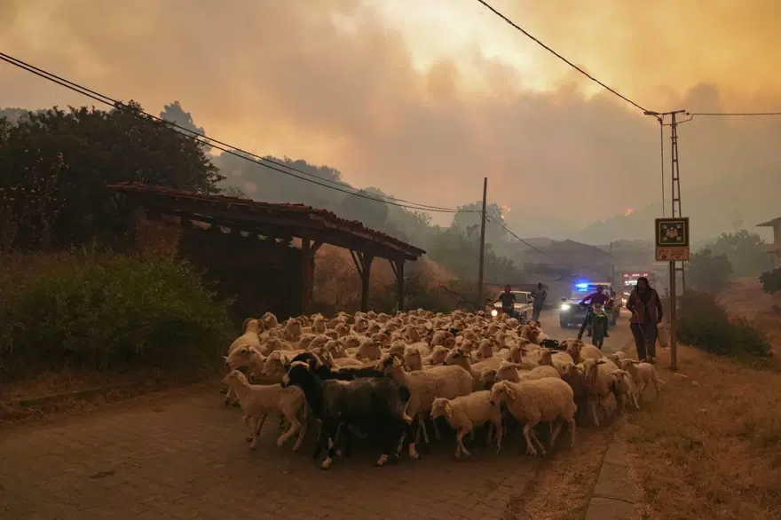 Ödemiş'te kahreden fotoğraflar: Alevlerden kaçış 13 Ödemiş'te kahreden fotoğraflar: Alevlerden kaçış 13