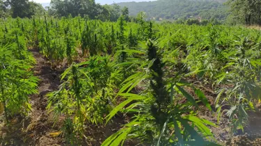 Diyarbakır'da 9 milyon kök Hint keneviri ve 1 ton esrar ele geçirildi