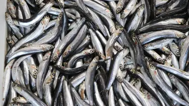 Ordu'da hamsinin kilogramı 250 liradan satılıyor