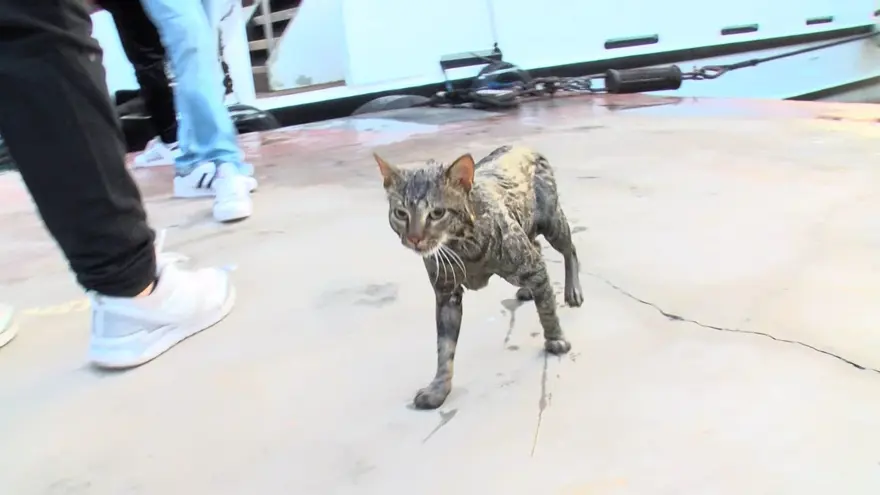 "KEDİYİ KURTARDILAR; ONLARA TEŞEKKÜR EDİYORUZ" 3