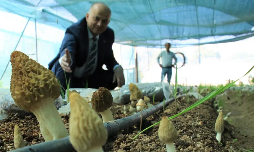 Kuzugöbeği mantarı, Türkiye’de ilk defa üretildi: Tazesinin kilosu 400, kurusu 3 bin lira Kuzugöbeği mantarı, Türkiye’de ilk defa üretildi: Tazesinin kilosu 400, kurusu 3 bin lira