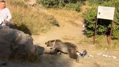 Kucağında bebekle ayı saldırısına uğradı