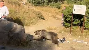 Kucağında bebekle ayı saldırısına uğradı