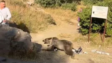 Kucağında bebekle ayı saldırısına uğradı