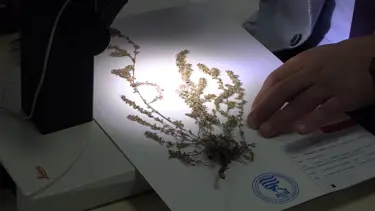 Türkiye'de yeni bir bitki türü keşfedildi: Bulan öğretmenin soy ismi verildi