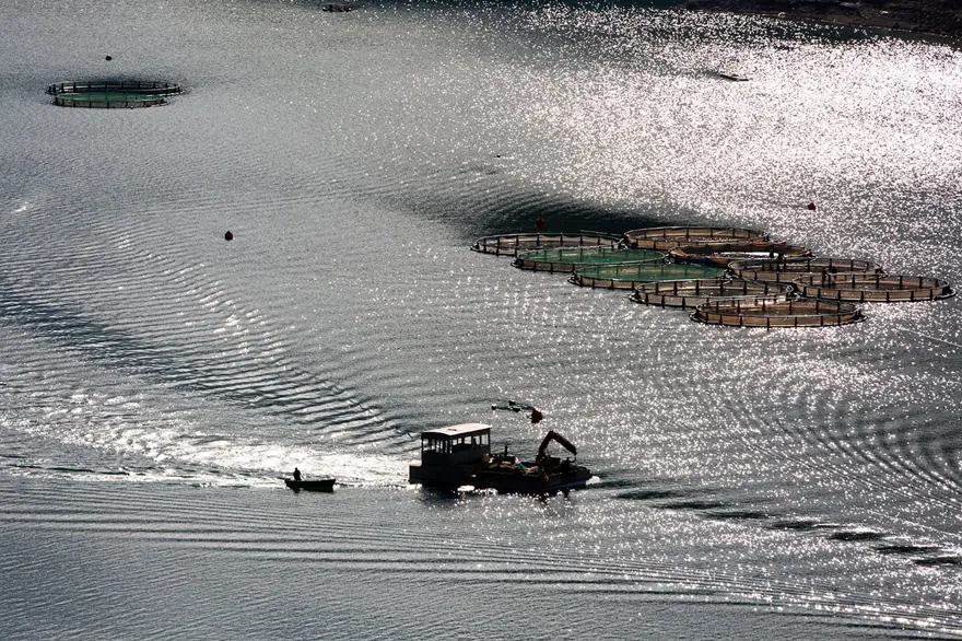 Balık fotoğrafı yarışmasında kazananlar belli oldu 12
