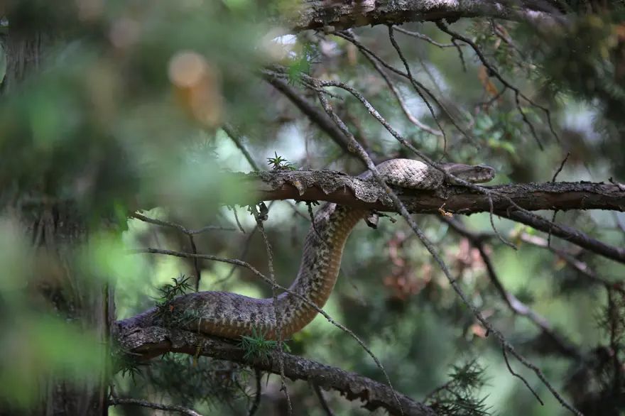 Tunceli'de 'koca engerek' görüldü 1