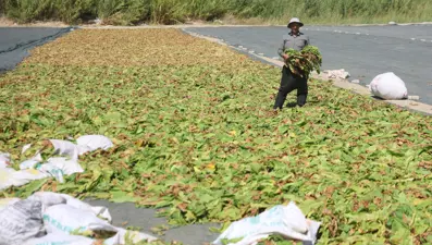Hataylı çiftçilerin zorlu mesaisi: Kilosu 165 liradan satılıyor