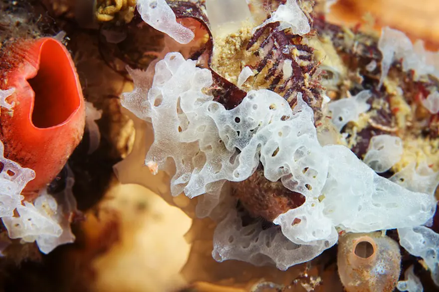 Beyaz Deniz'in harikaları 90