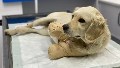 'Pamuk'un kesilen patileri için verilen 809 lira cezaya 4 taksit