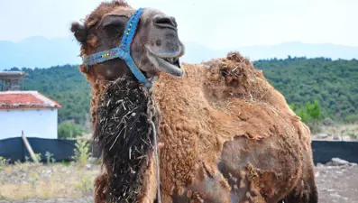 Şampiyon deve kurbanlık oldu