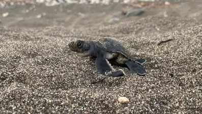 Binyavrudan en fazla 3’ü hayata tutunacak: Yavru caretta carettalar, Akdeniz’lebuluşuyor