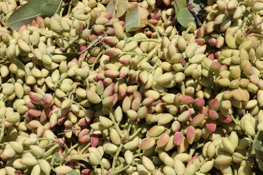 Sabah ve akşam dallardan toplanıyor: 1 ila 3 hafta devam edecek 2 Sabah ve akşam dallardan toplanıyor: 1 ila 3 hafta devam edecek 2