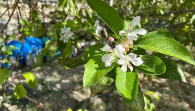 Hatay’da meyve ağaçları sonbaharda çiçek açtı