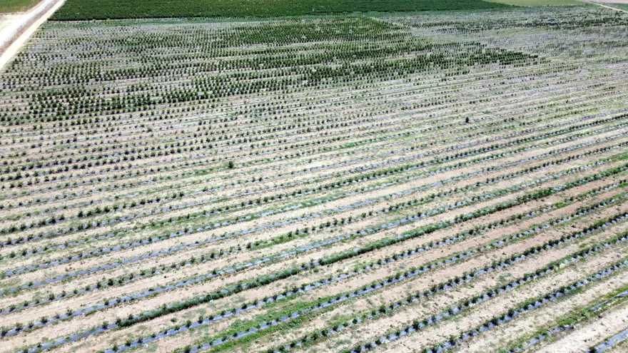 Kuzey Amerika'dan Türkiye'ye kadar yayıldı! Kilosu 230 liradan kapış kapış satılıyor, tıbbi değeri çok yüksek 16 Kuzey Amerika'dan Türkiye'ye kadar yayıldı! Kilosu 230 liradan kapış kapış satılıyor, tıbbi değeri çok yüksek 16