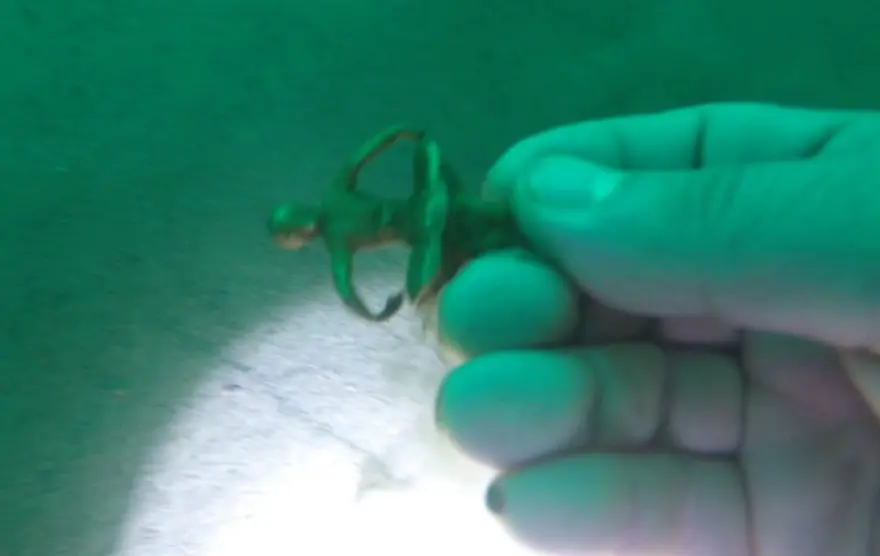 KALINTILAR SERGİLENECEK 4