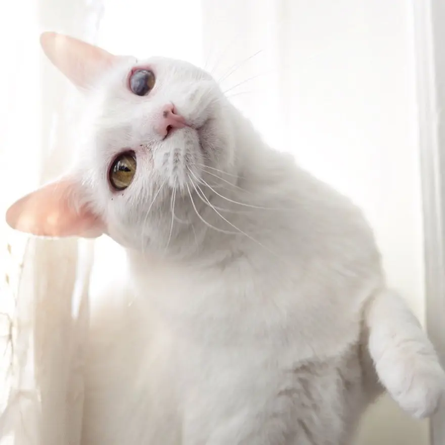 Hayatını kedileri kurtarmaya adadı 149