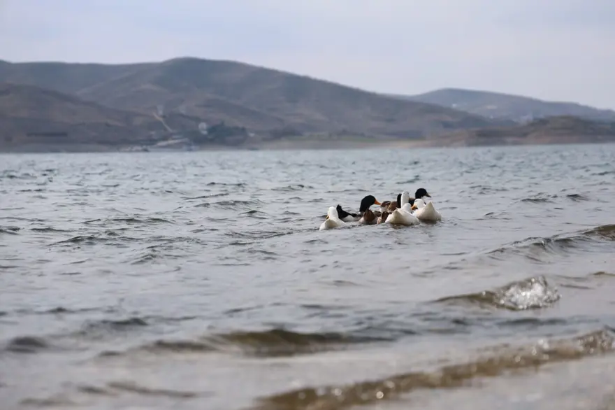 Keban Baraj Gölü'nde zengin fauna çeşitliliği 3