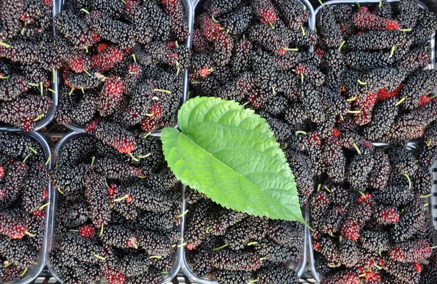 Sabahın erken saatinde dalından toplanıyor, kilosu 120 lira: 250 dönümlük örtü altında yetişiyor 4