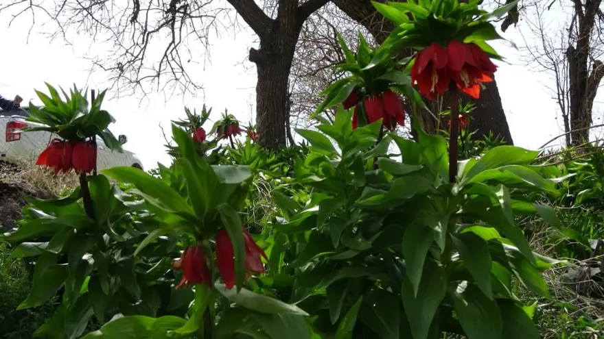 Yılın sadece 20 günü yaşıyor, başında nöbet tutuyorlar: Koparmanın cezası 244 bin lira! 1