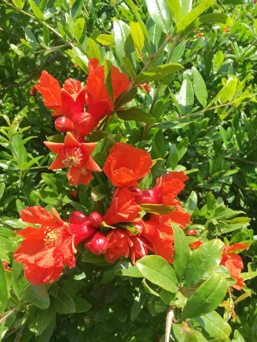 dalyan gezi rehberi, dalyan'da ne yapılır, dalyan gezilecek yerler, dalyan rehberi 8 dalyan gezi rehberi, dalyan'da ne yapılır, dalyan gezilecek yerler, dalyan rehberi 8