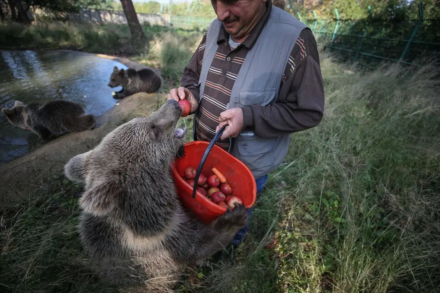 Türkiye'nin tek ayı barınağı Ovakorusu'nun maskotu oldular 18
