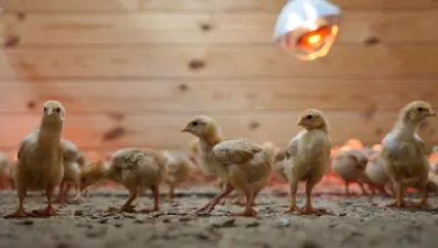 Posta kamyonunda bırakılan 5 bini aşkın civciv sahiplenildi