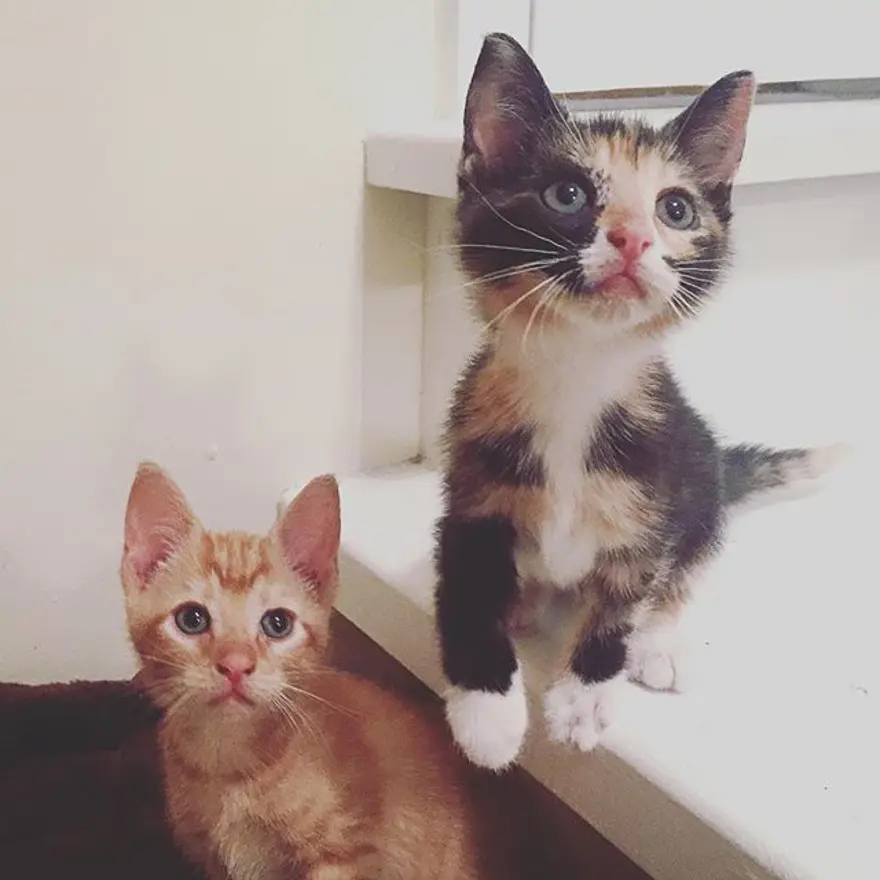 Hayatını kedileri kurtarmaya adadı 337